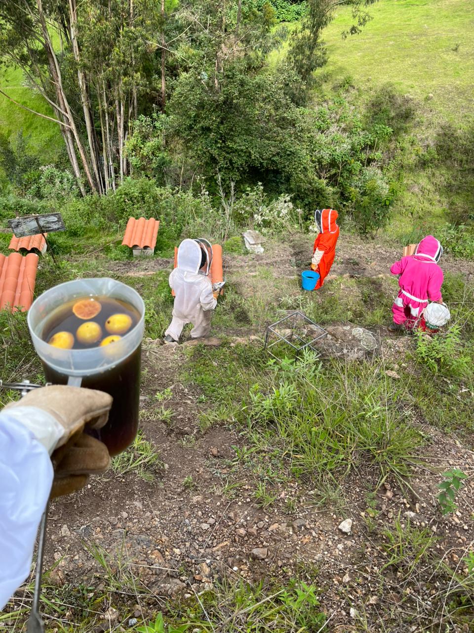 Alimentacion de abejas