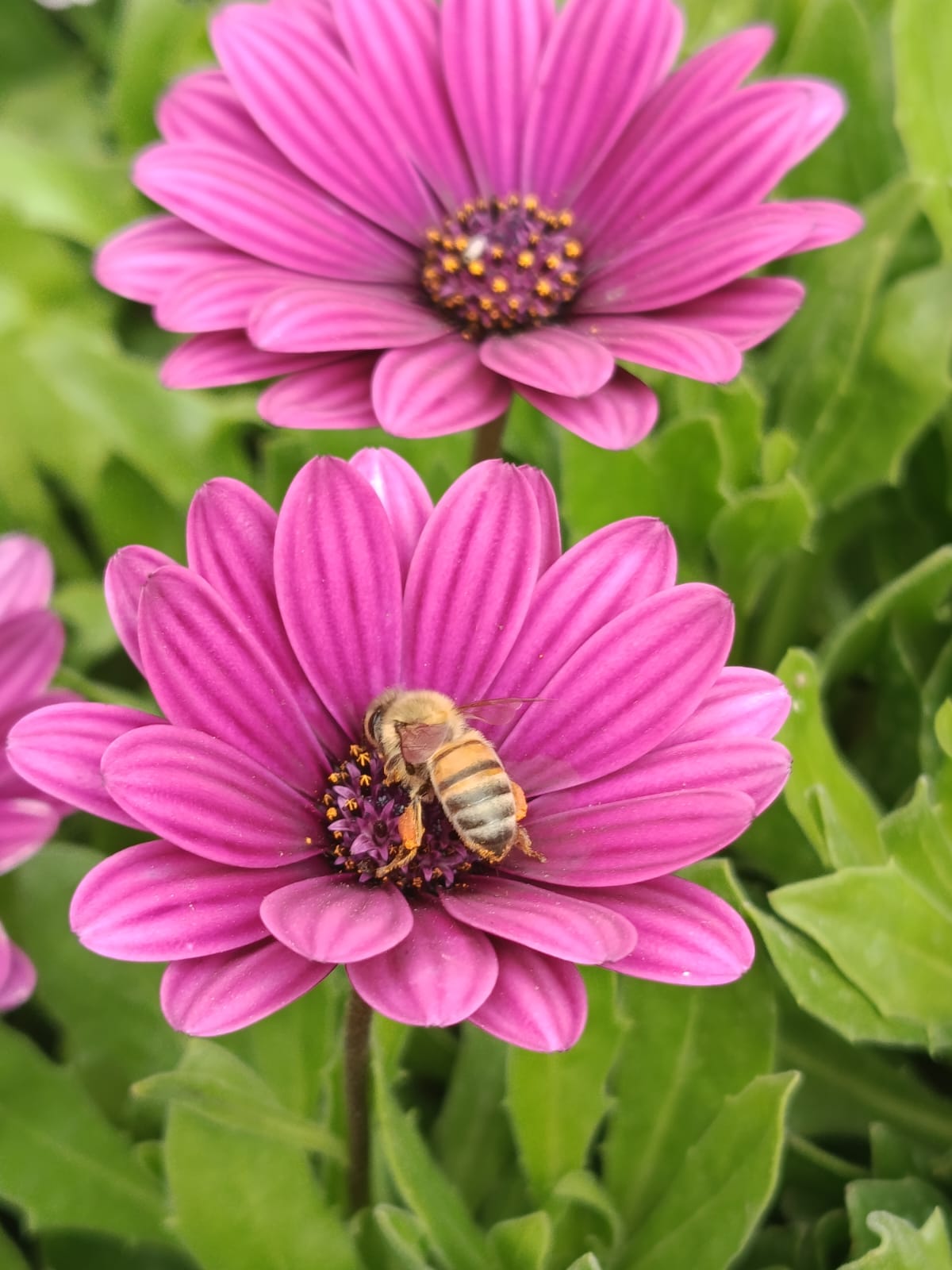 Abeja en una flor