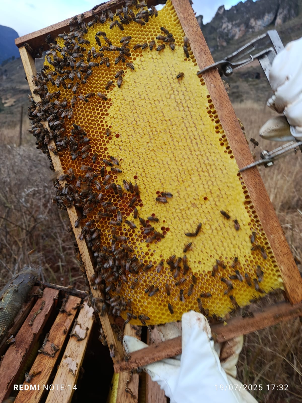 Extraccion de miel de las colmenas